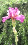 Hortentia Iris  (3).JPG