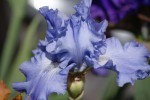 DSC05255.jpg