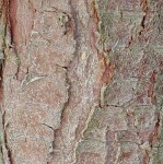 gros plan couleur et texture tronc.jpg