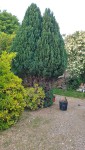 vue d'ensemble gros sapin malade.jpg