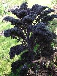 chou-ornemental-noir.jpg