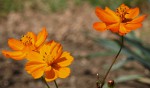 Cosmos sulphureus.JPG