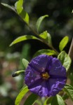 Solanum rantonnetii.JPG