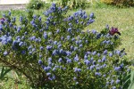 DSC05299.jpg