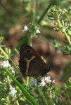 Coenonympha dorus.JPG