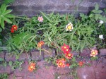 10062006 023.jpg