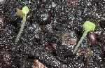 les petites salades