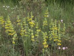 Phlomis fruticosa.JPG