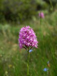 Anacamptis pyramidalis, Orchis pyramidal 2.JPG