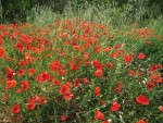 Papaver orientalis (2).JPG