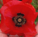 Papaver orientalis.JPG