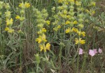 Phlomis lychnitis, détails.JPG