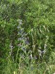 Avena fatua, Echium vulgare & Campanula rapunculus.JPG