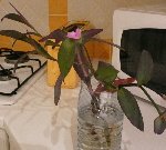 Plante 3.jpg