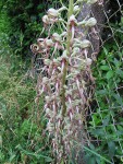 Orchis-bouc_220526a.jpg