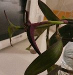 Plante 4.jpg