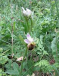 ophrys-apifera_220526a.jpg