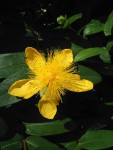 IMG_20220526_120417-1.jpg