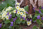 Fleurs-de-printemps-27.03.gif