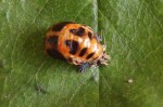 larve coccinelle mue.JPG