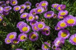 Fleurs -- 03.jpg