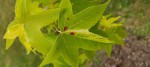liquidambar 1.jpg