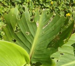 Feuilles canna mangées