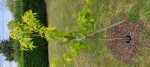 liquidambar 4.jpg