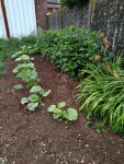 topinambour et courges