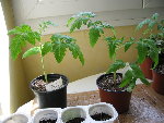 semis_tomates8.jpg