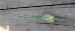 Bec de membrane.JPG