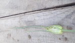 spathe.JPG
