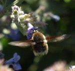 Bombylius major (1) 2022.JPG