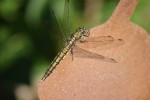 DSC05413.jpg