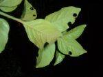 DSCF0441.jpg