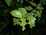 DSCF0443.jpg