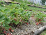 DSC01138.jpg