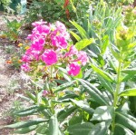 IMG_20220617_164749.jpg