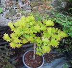 acershir-aureum2_220618a.jpg