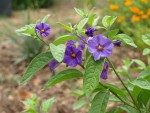 Solanum rantonnetii 2022 planté.JPG