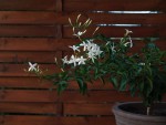 Jasminum azoricum 2022.JPG