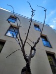 Arbre 1-a