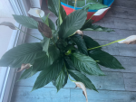 Spathiphyllum