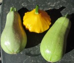 Courgettes du Liban Patisson.jpg