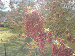 DSC00567.jpg
