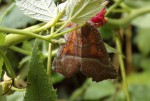 Scoliopteryx libatrix découpure.JPG