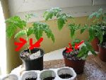semis_tomates8.jpg