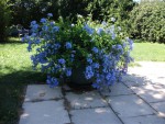 PLUMBAGO.jpg