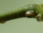 SSA43106.JPG