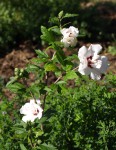 Hibiscus syriacus 'Lady stanley' 1.JPG